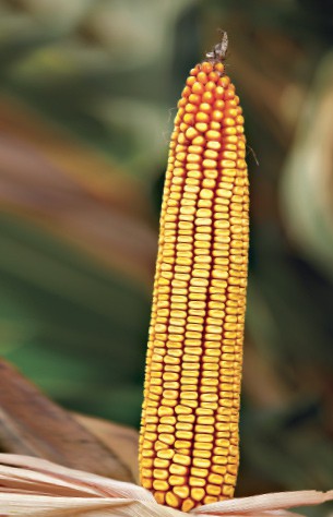 BC406 kukorica hibrid