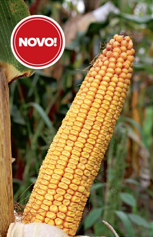 BC424 kukorica hibrid