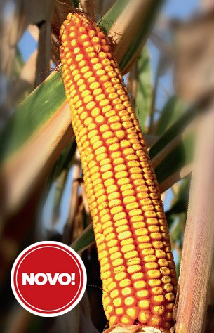 BC306 kukorica hibrid