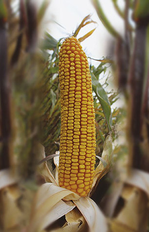 Thriller kukorica hibrid